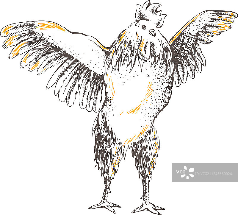公鸡正面素描图片素材