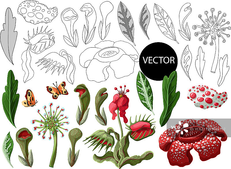 维纳斯捕蝇草茅膏菜等食肉植物图片素材