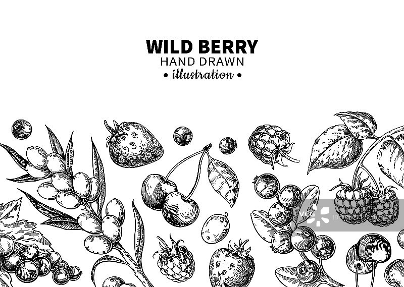 手绘复古野生浆果图片素材