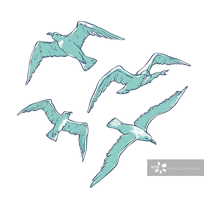 飞翔的海鸥图片素材