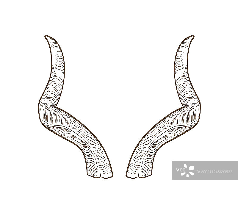 逼真的羚羊或山羊角素描图片素材