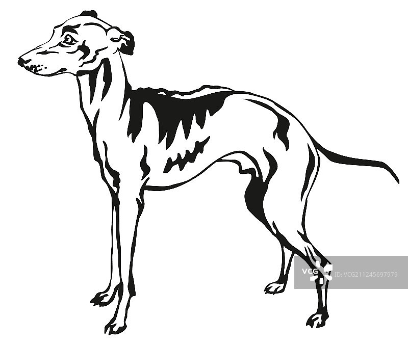 意大利灰狗装饰肖像图片素材