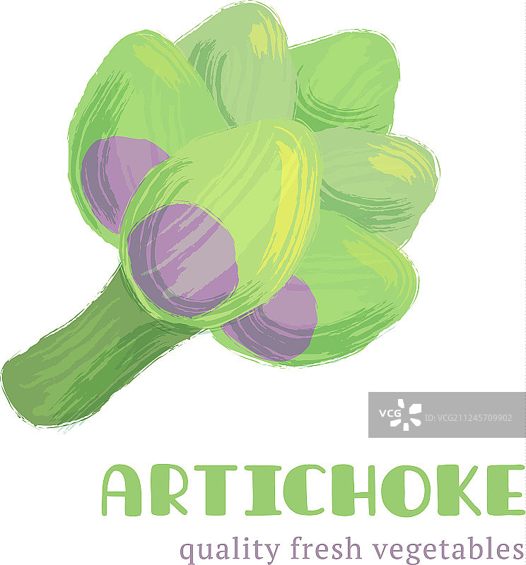 白色背景上的新鲜朝鲜蓟图片素材