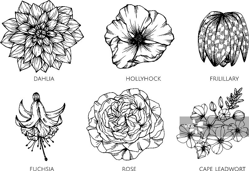 花卉绘画素材合集图片素材