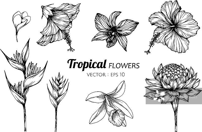 热带花卉绘画合集图片素材