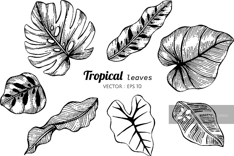 热带树叶绘画素材合集图片素材