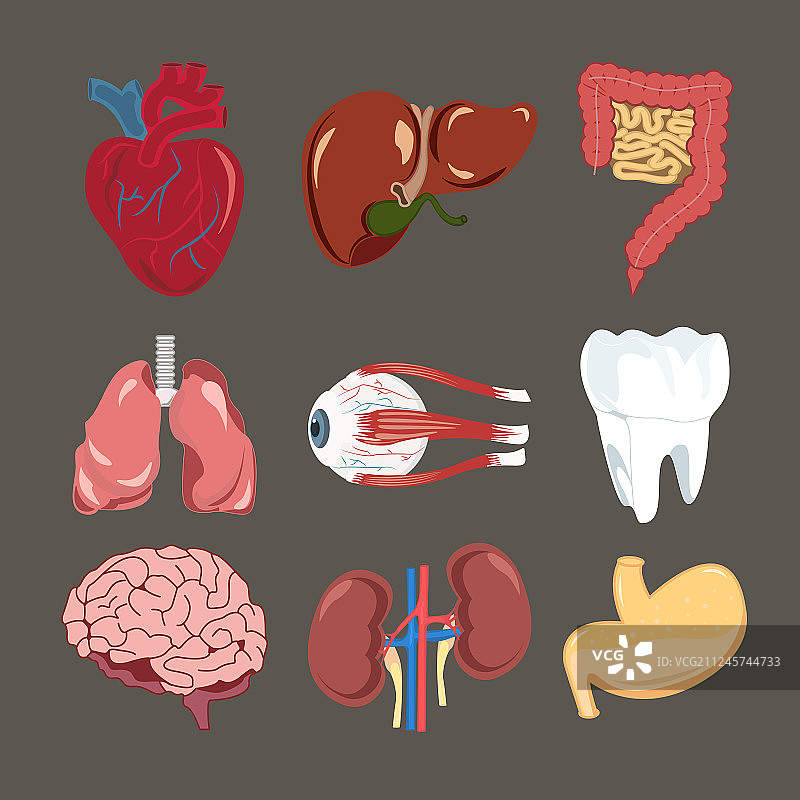 人体器官心脏大脑肝脏眼球图片素材