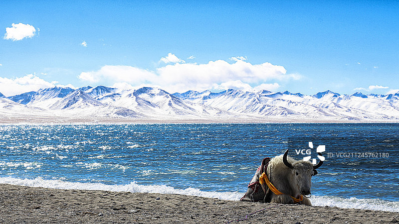 西藏纳木错湖自然风光和湖边的牦牛图片素材
