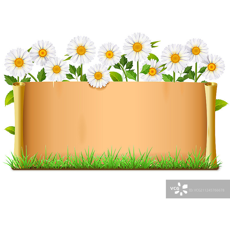 带甘菊的卷轴图片素材