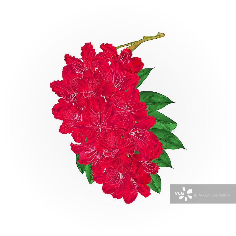 红色花朵映山红灌木枝图片素材