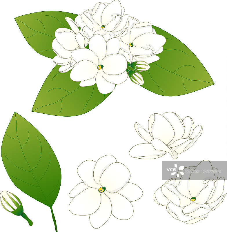 茉莉花图片素材