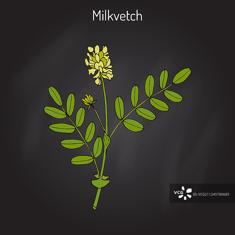 黄芪药用植物图片素材