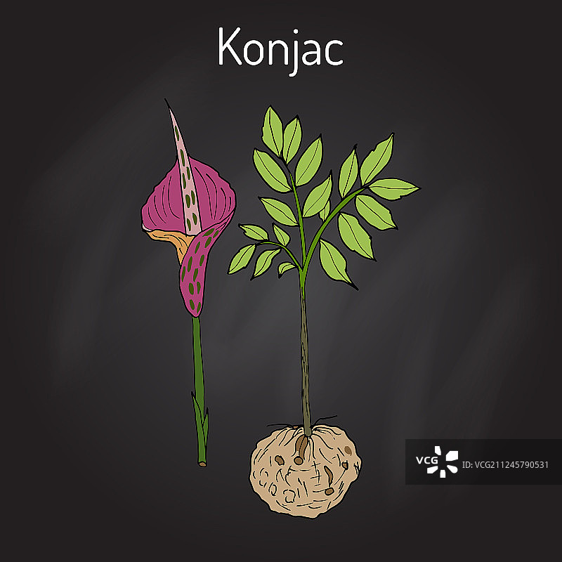 大象、山药或魔芋图片素材