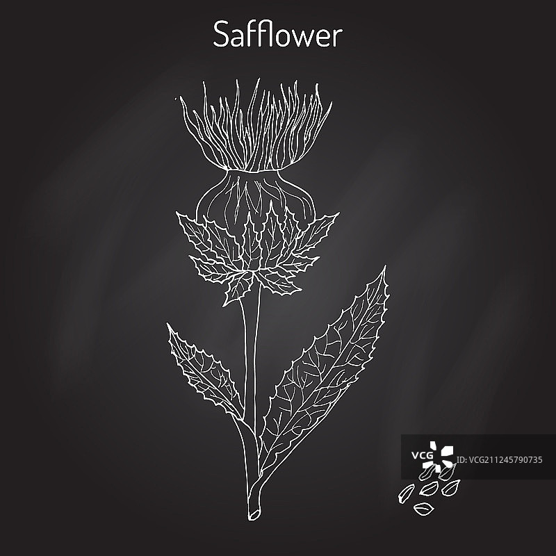 红花油料植物图片素材