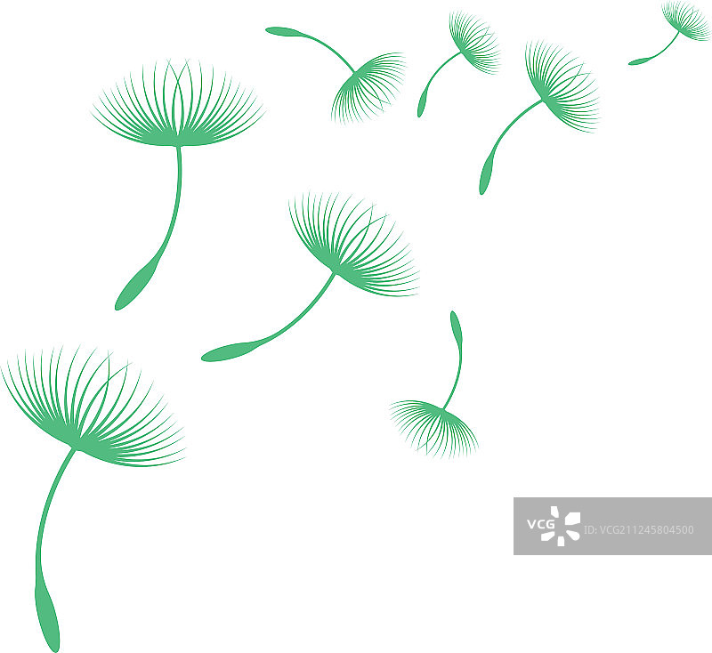 蒲公英图片素材