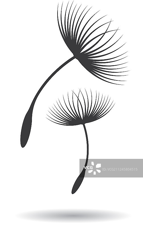 蒲公英图片素材