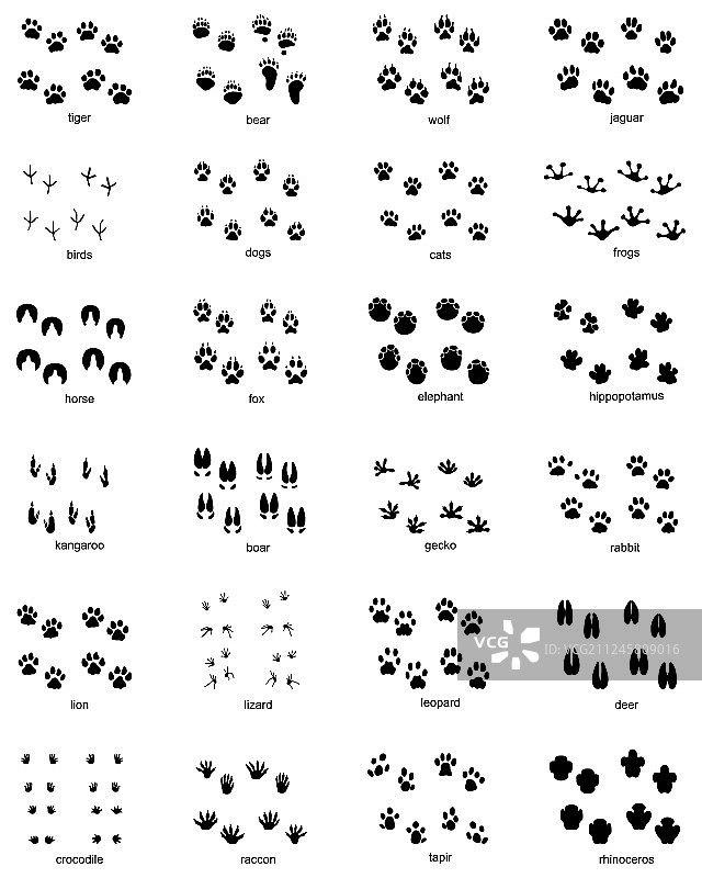 野生动物足迹合集图片素材