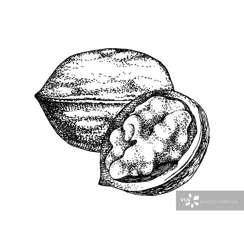 手绘核桃图片素材
