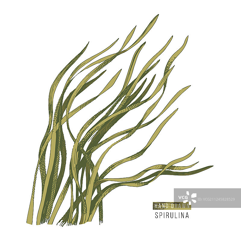 手绘螺旋藻海藻图片素材
