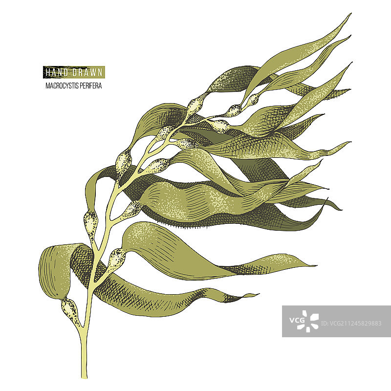 手绘巨藻海带图片素材