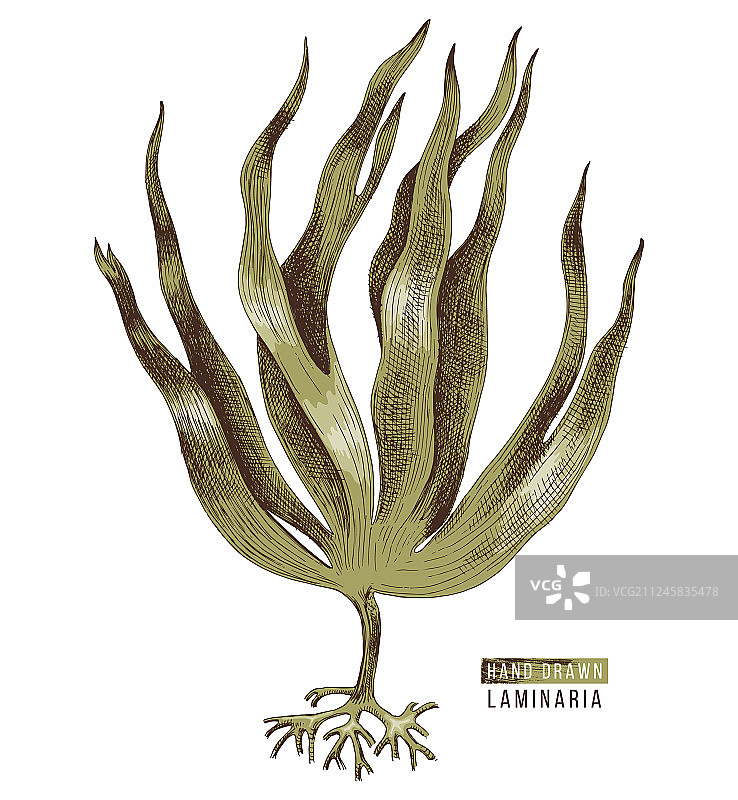 手绘彩色海带图片素材