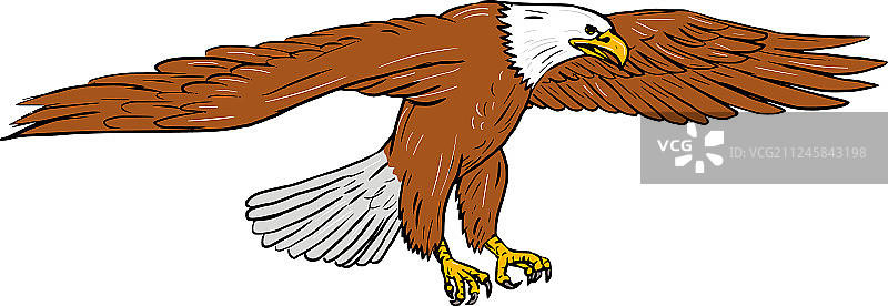 秃鹰俯冲绘画图片素材