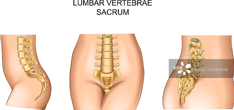 骶骨和下背部图片素材