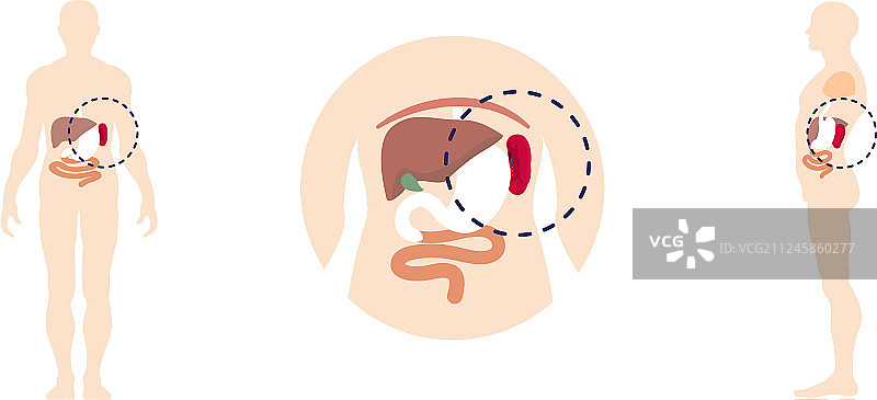 人类脾脏图标集扁平风格图片素材