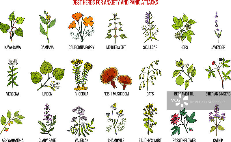 缓解焦虑和恐慌症的最佳草药图片素材