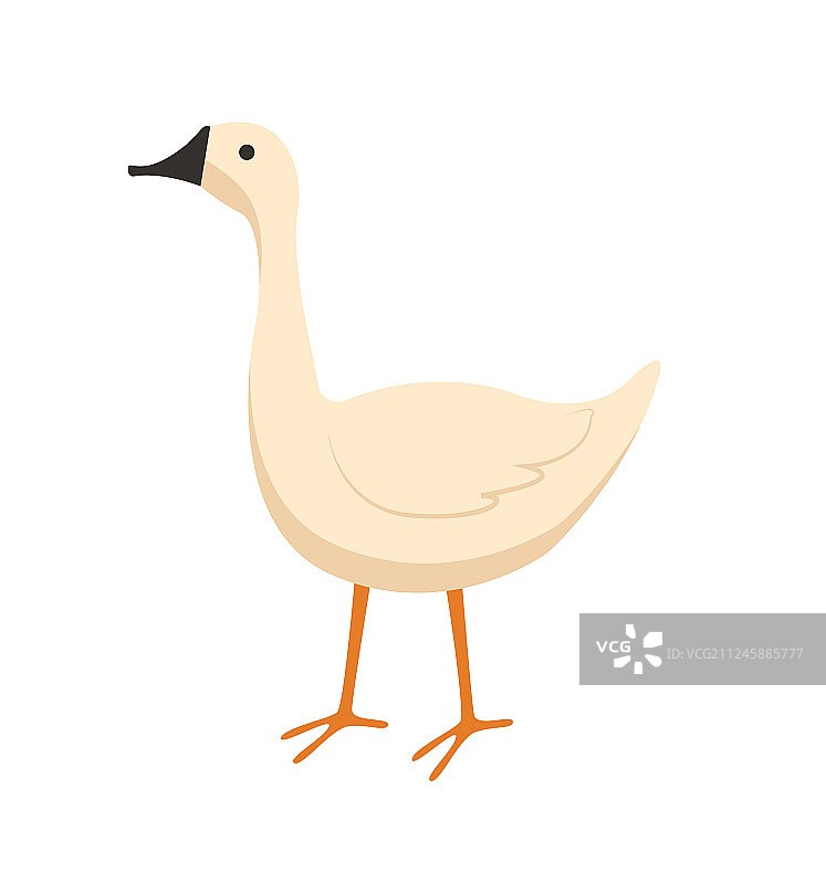 鹅吃食物家禽家畜图片素材