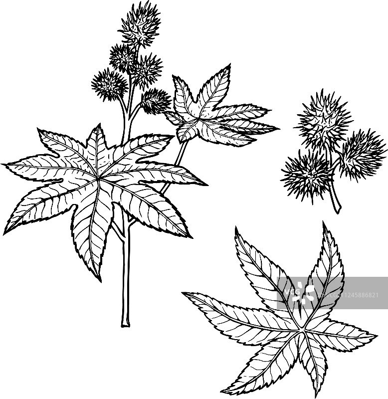 线性蓖麻油线条画套装图片素材