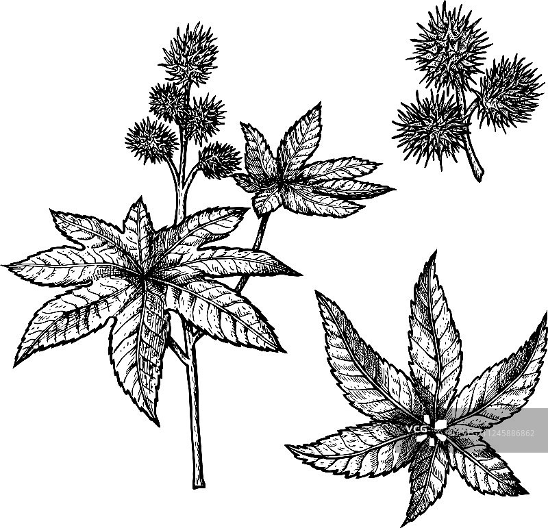 手绘蓖麻复古草图套装图片素材