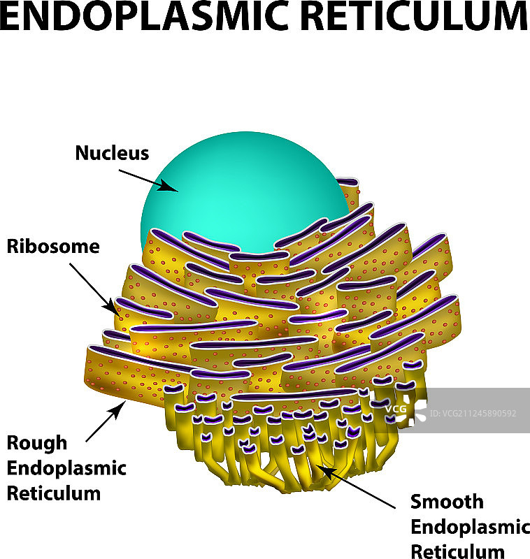 内质网结构信息图图片素材