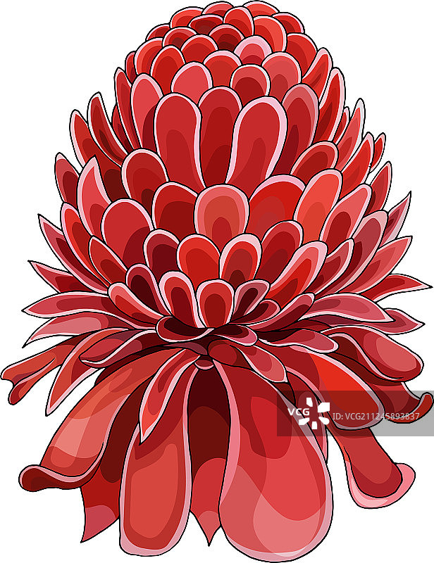 卡通风格的火炬姜花朵图片素材