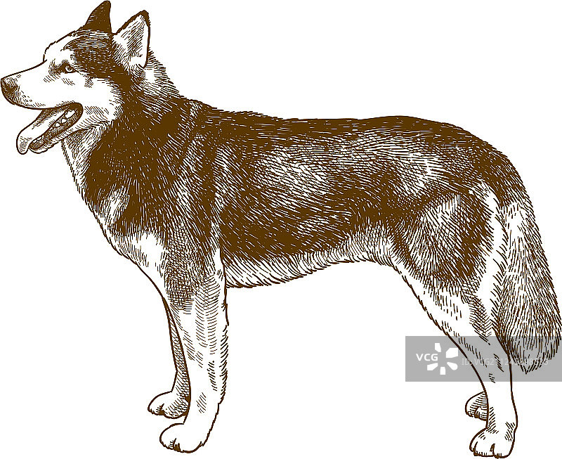 哈士奇犬雕刻图片素材