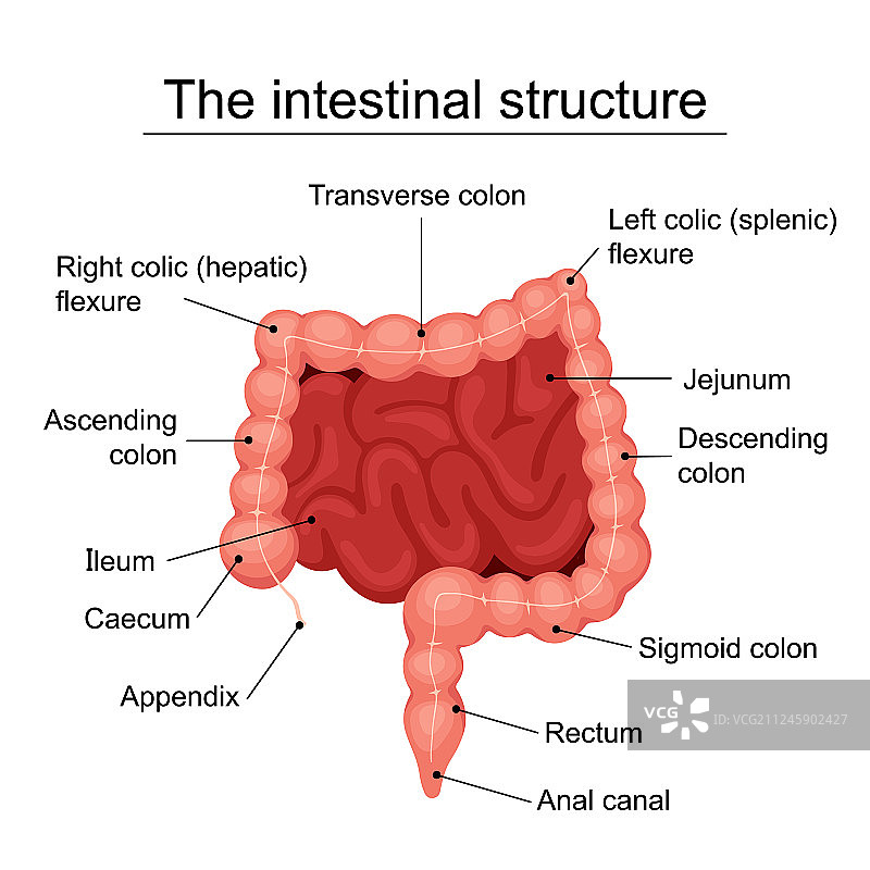 人体肠道结构医学图图片素材