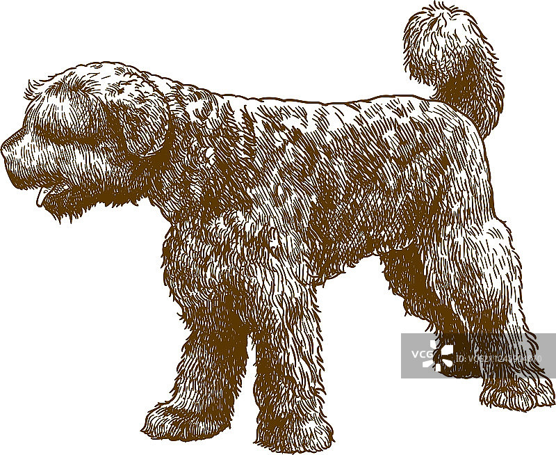 葡萄牙水犬雕刻图片素材