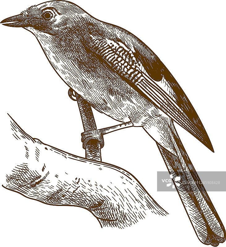 雕刻的欧亚鹪鹩图片素材