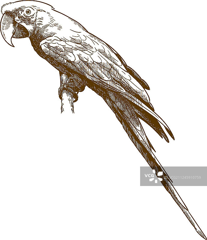 雕刻复古绿翅金刚鹦鹉图片素材