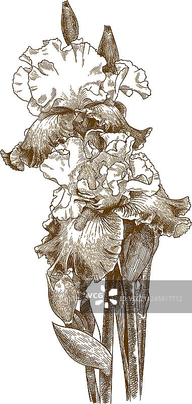 雕刻风格古董有胡须的鸢尾花图片素材