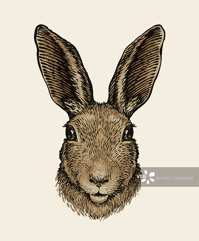 野兔素描复古风格的复活节兔子肖像图片素材