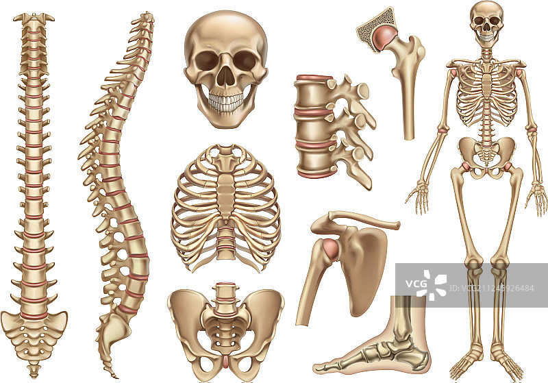 人体骨骼结构：头骨、脊柱、肋骨图片素材