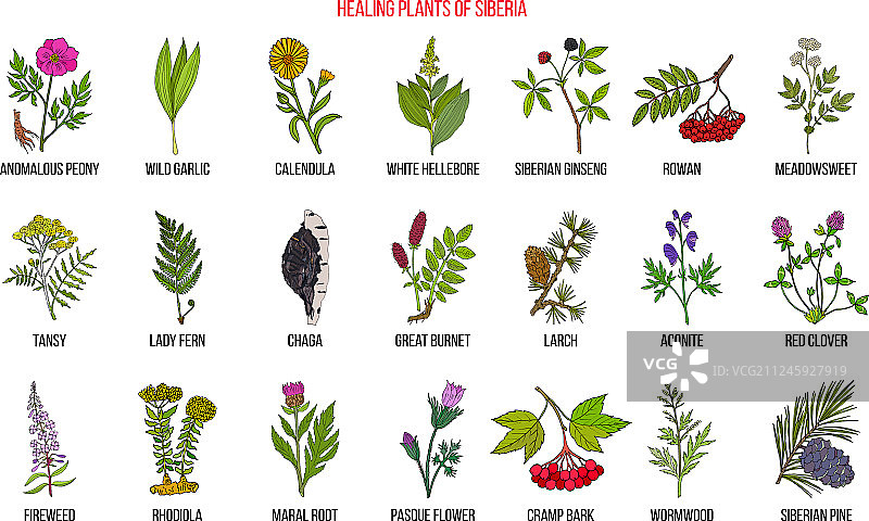 西伯利亚药草图片素材