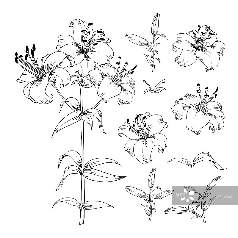 百合花元素精美合集图片素材