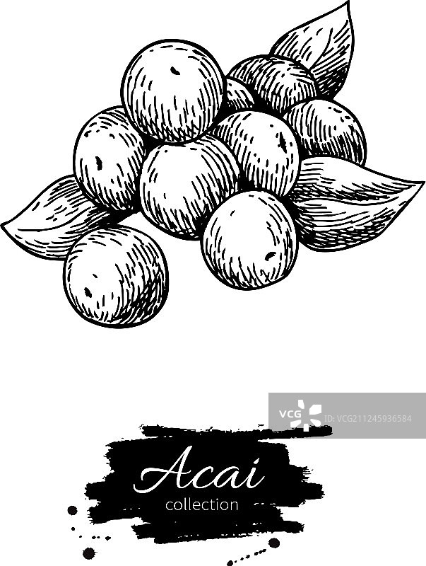 手绘分离的阿萨伊浆果超级食品图片素材