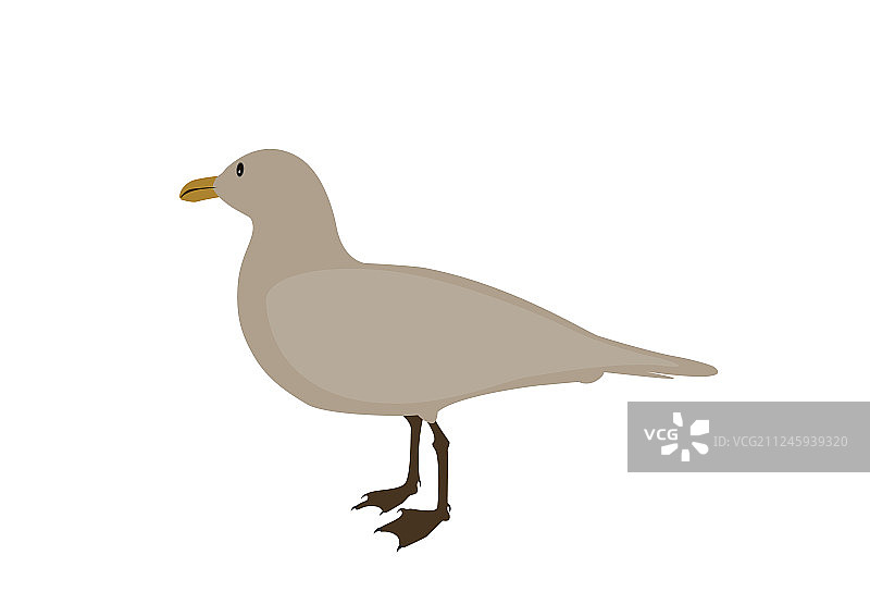 白色背景上的水鸭剪影图片素材