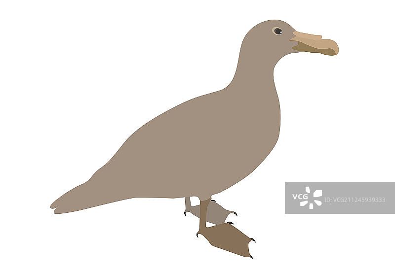 白色背景上的水鸭剪影图片素材