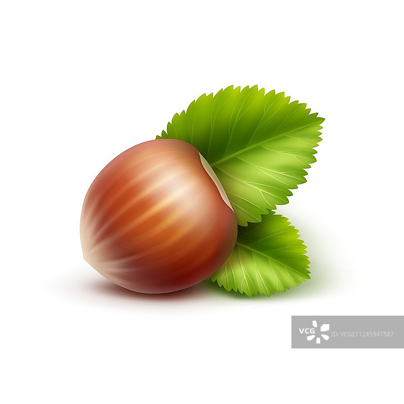 带叶子的完整未剥皮榛子特写图片素材