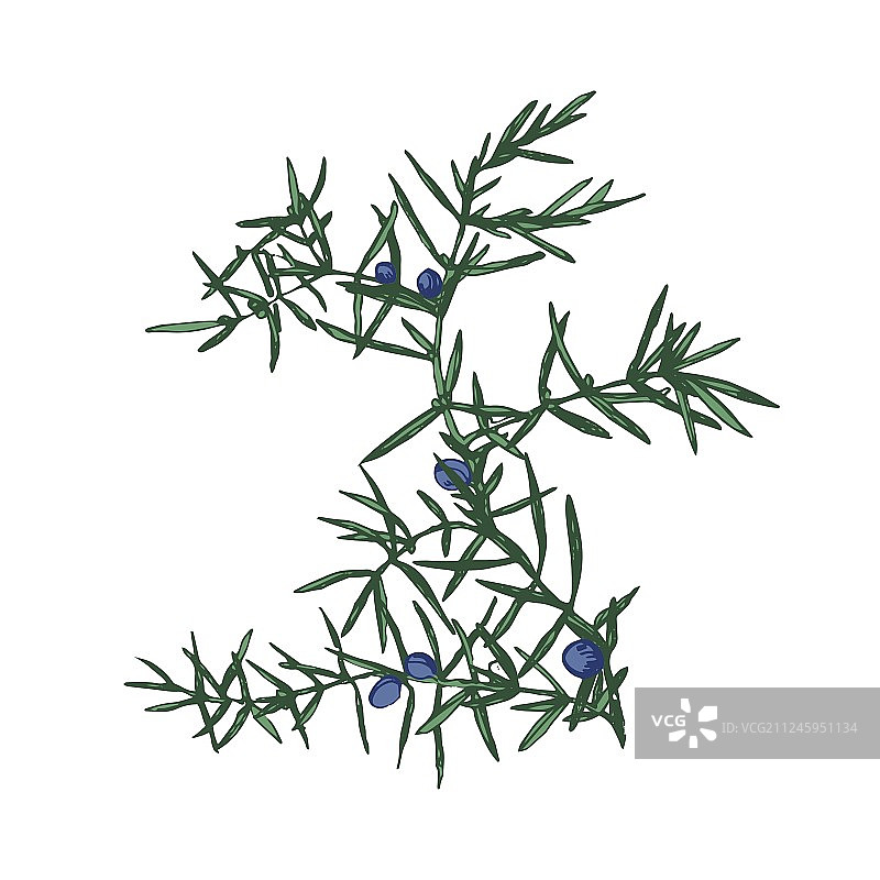 手绘杜松树枝图片素材