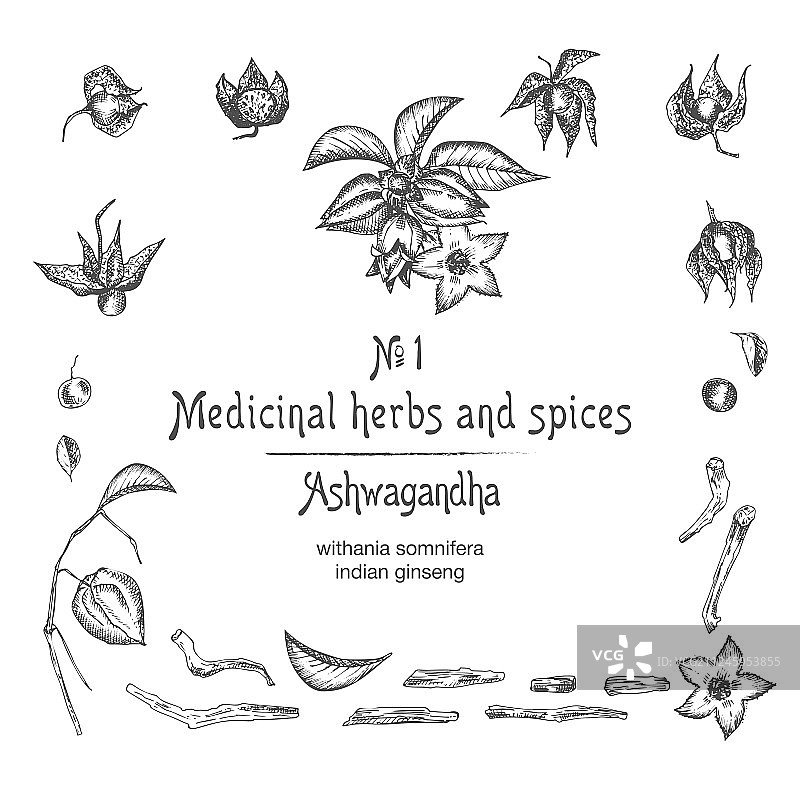 手绘南非醉茄图案图片素材